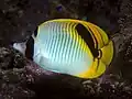 Falscher Riesenfalterfisch (C. oxycephalus)