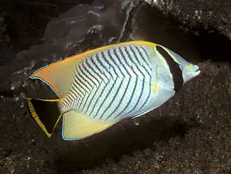 Sparren-Falterfisch (C. trifascialis)
