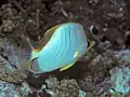 Gelbkopf-Falterfisch (C. xanthocephalus)