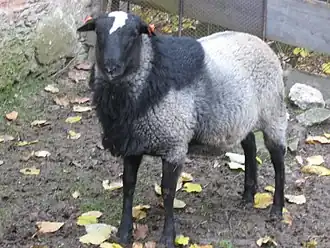 Romanow-Schaf
