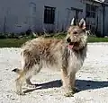 Berger de Picardie