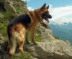 Deutscher Schäferhund lohfarben mit schwarzer Sattelzeichnung