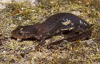 Bergmolch (Ichthyosaura alpestris)
