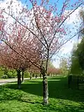 Kirschbäume der Sakura-Campaign am früheren Wiesenufer