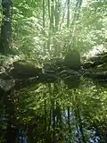 Natürlich gebildeter Amphibienteich