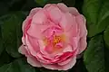 ‘Bernd-Weigel-Rose’, Tantau, 2003