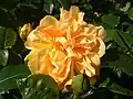 ‘Bernstein-Rose’, Evers/Tantau, 1987
