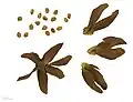 Unterfamilie Brownlowioideae: Früchte und Samen von Berrya cordifolia