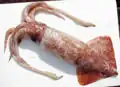Berryteuthis magister