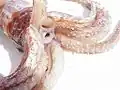 Berryteuthis magister, Mundöffnung