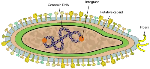 Schemazeichnung Betafusellovirus