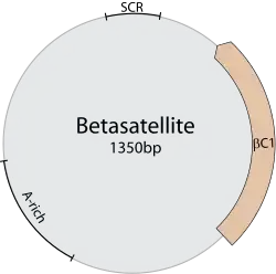 Genom­kartevon Beta­satellite…