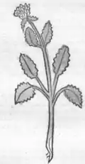 ………. Betonica ……... Herbarius Moguntinus ....... Mainz 1484.