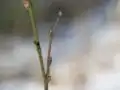 Bild einer Knospe im Winter, man beachte den behaarten Stängel