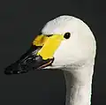 Zwergschwan