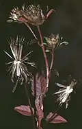 Bidens frondosa var. anomala (Habitus)