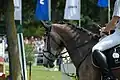 Reitturnier während des Pferdemarktes