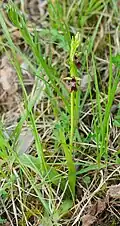 Fliegen-Ragwurz (Ophrys insectifera)
