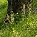 Bocks-Riemenzunge (Himantoglossum hircinum)