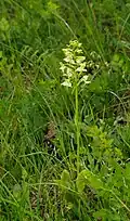Grünliche Waldhyazinthe (Platanthera chlorantha)