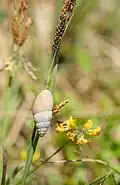 Weiße Turmschnecke (Zebrina detrita)