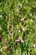 Bienen-Ragwurz (Ophrys apifera)
