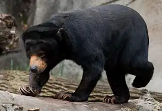 Malaienbär