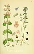 Illustration des Wirbeldosts (links) und des Feld-Steinquendels (rechts) in Billeder af nordens flora