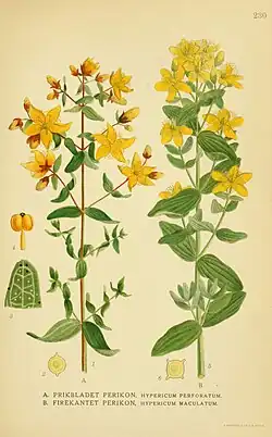 Illustration aus Billeder af Nordens Flora (links)