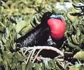 Bindenfregattvogel (Fregata minor)