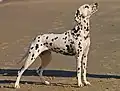 Dalmatiner