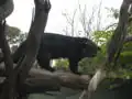 Binturong (Arctictis binturong)