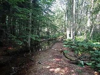 Im Urwald