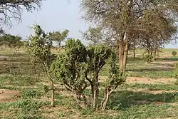 Gadabédji-Reservat