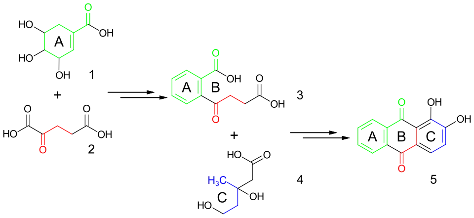 Biosynthese von Alizarin aus Shikimisäure, α-Ketoglutarsäure und Mevalonsäure