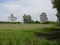 Birken am Höllgraben