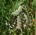 „Sägehülsen“ von Astragalus pelecinus