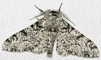 Helle (normale) Form des Birkenspanners (Biston betularia)