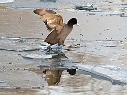 Das Foto zeigt einen Vogel auf einem mit Eisschollen bedeckten Gewässer, der die Flügel gespreizt hat und mit einem Fuß auf dem Eis und mit dem anderen Fuß im Wasser ist.
