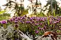 Sand-Thymian Thymus serpyllum