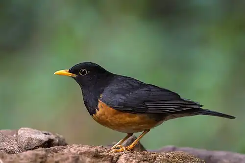 Schwarzbrustdrossel, Männchen