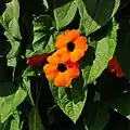 Blüten