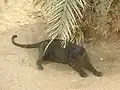 Schwarzer Panther (2012)