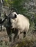 Spitzmaulnashorn im Nationalpark