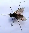 Chrysopilus cristatus