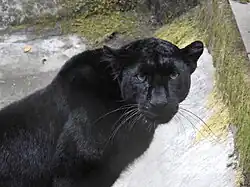 Schwarzer Panther