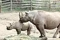 Spitzmaulnashorn mit Jungtier