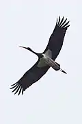 Schwarzstorch beim Flug über dem Unteren Odertal