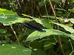 Blauflügel-Prachtlibelle (Calopteryx virgo) im NSG