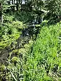 Graureiherwald mit Bachdurchfluss